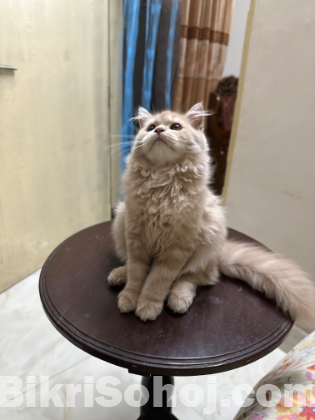 Persian cat